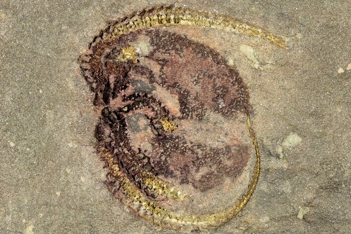 Detailed Ordovician Brittle Star (Ophiura) - Morocco #322497
